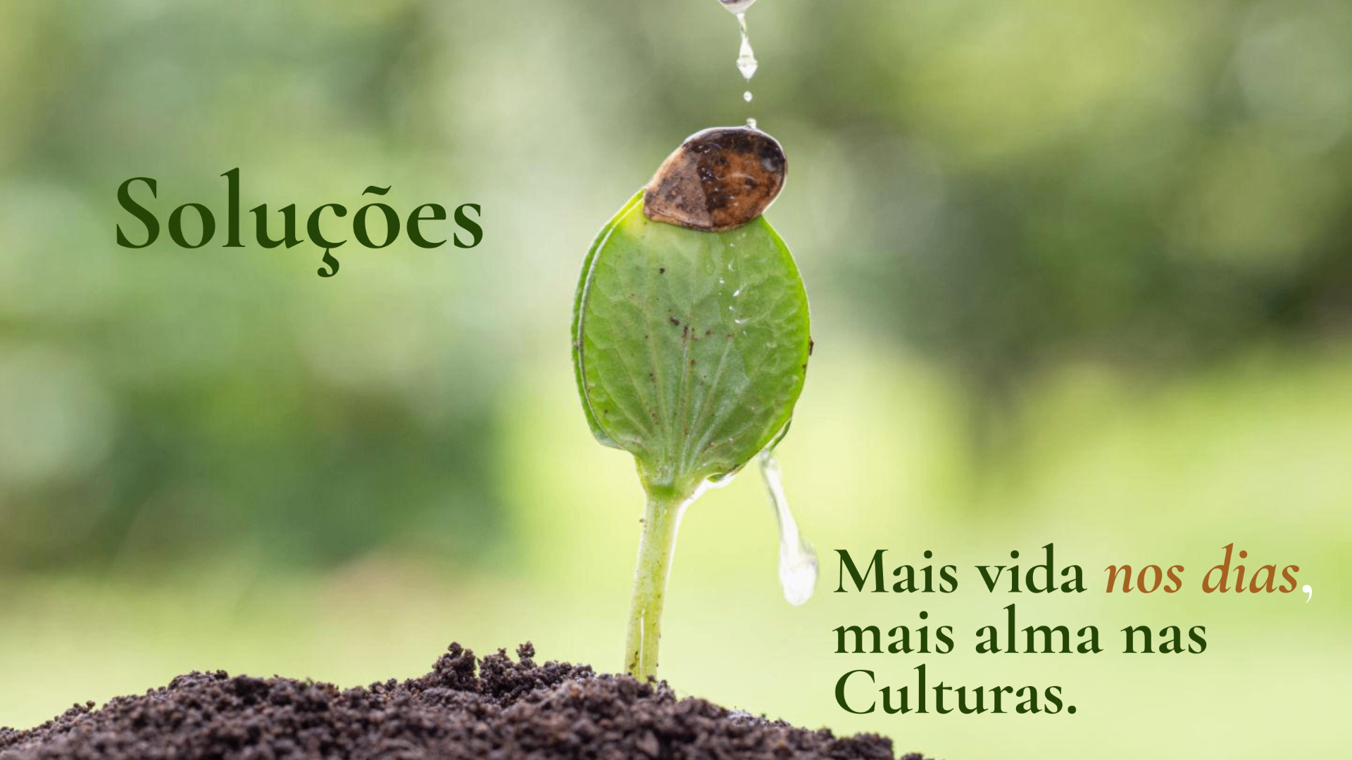 Soluções — broto regado por uma gota d'água