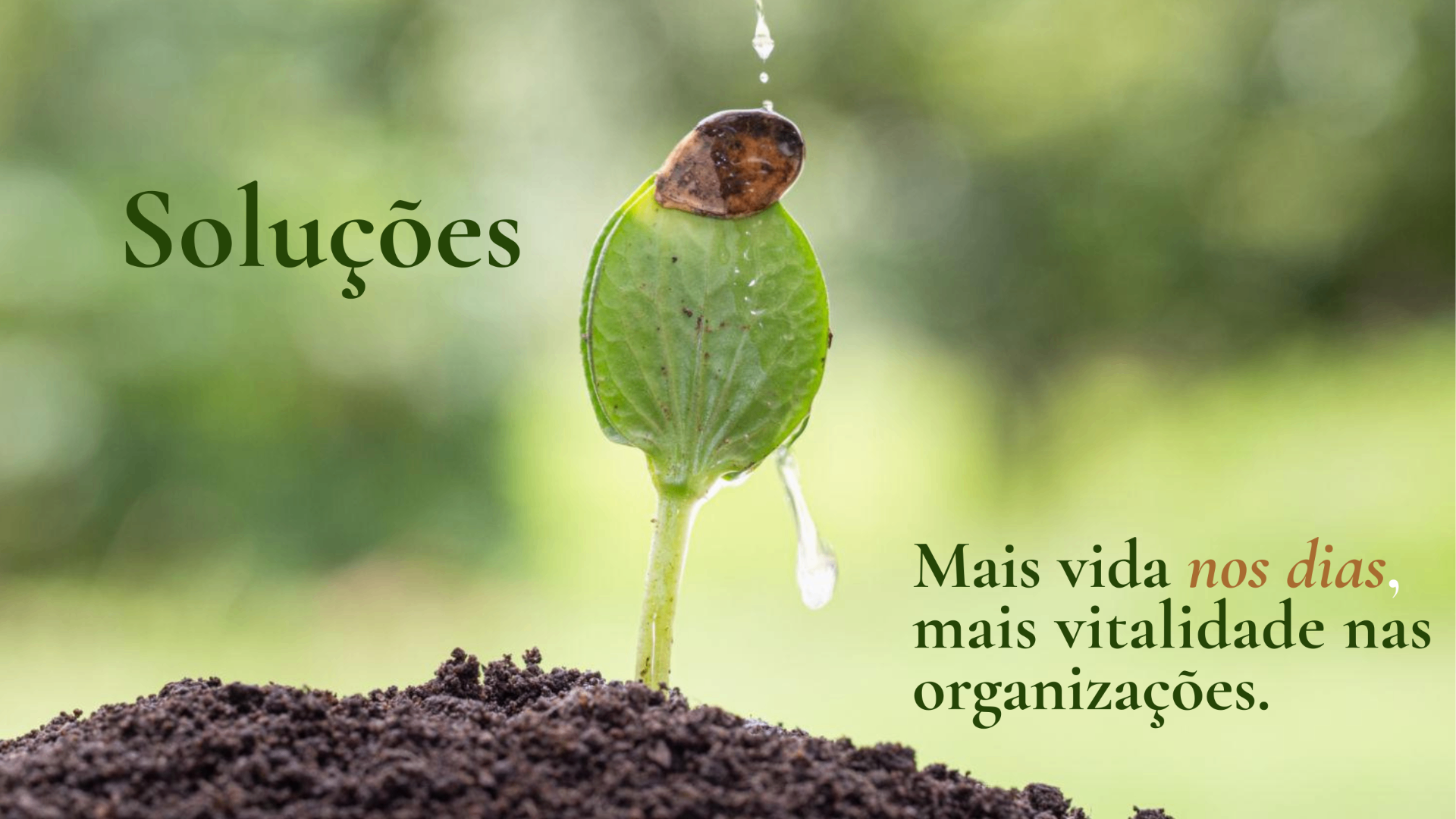 Soluções — broto regado por uma gota d'água