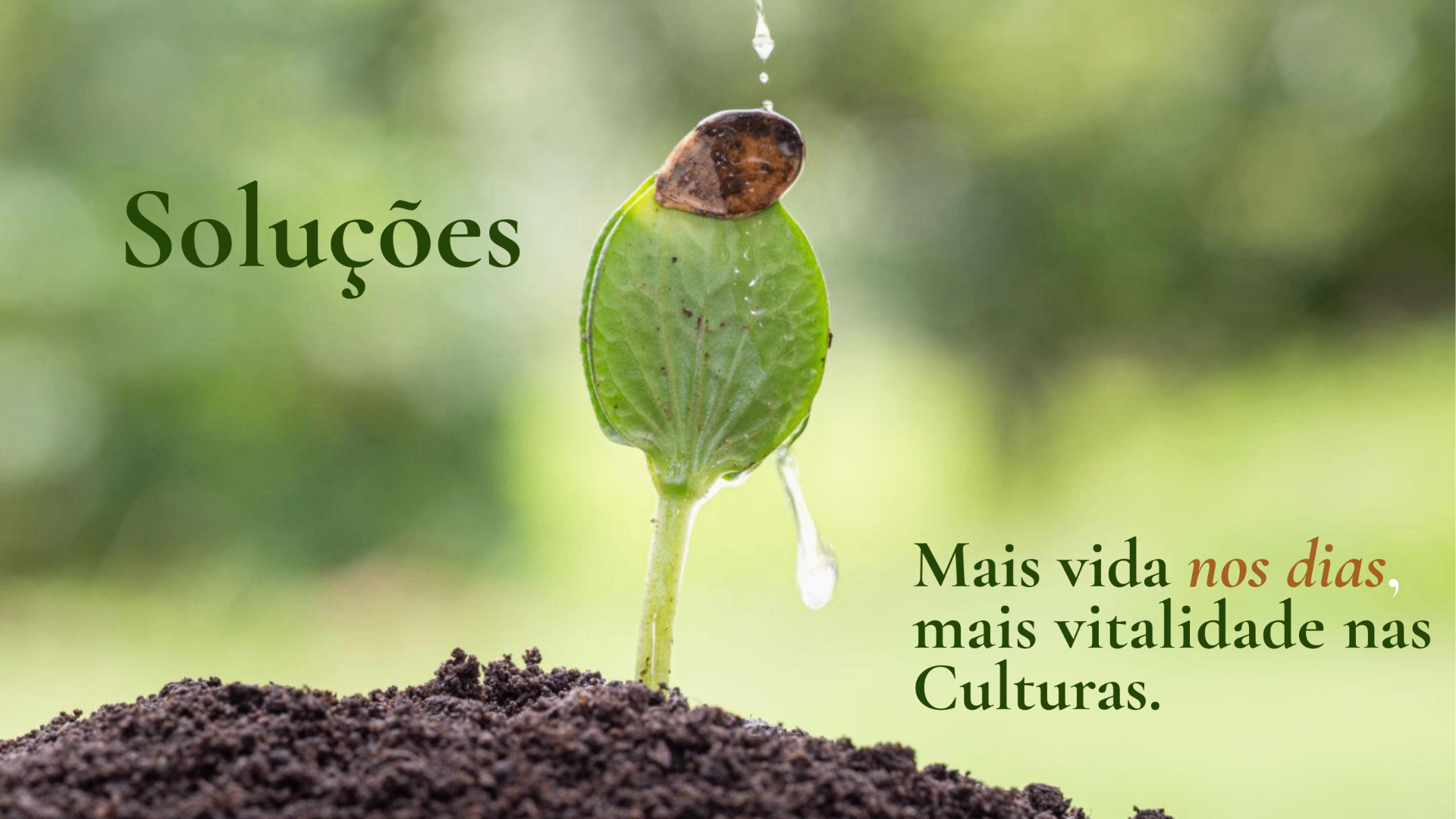 Soluções — broto regado por uma gota d'água