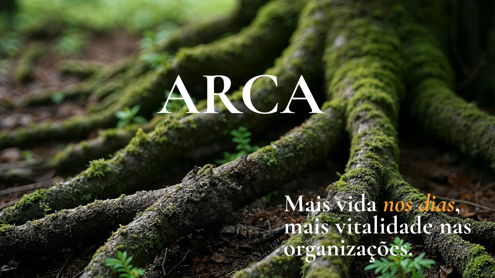 ARCA — raízes cobertas de musgo na floresta