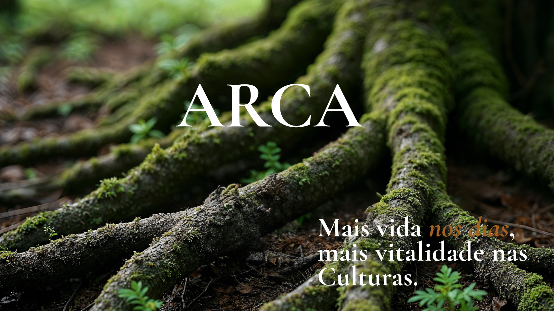 ARCA — raízes cobertas de musgo na floresta