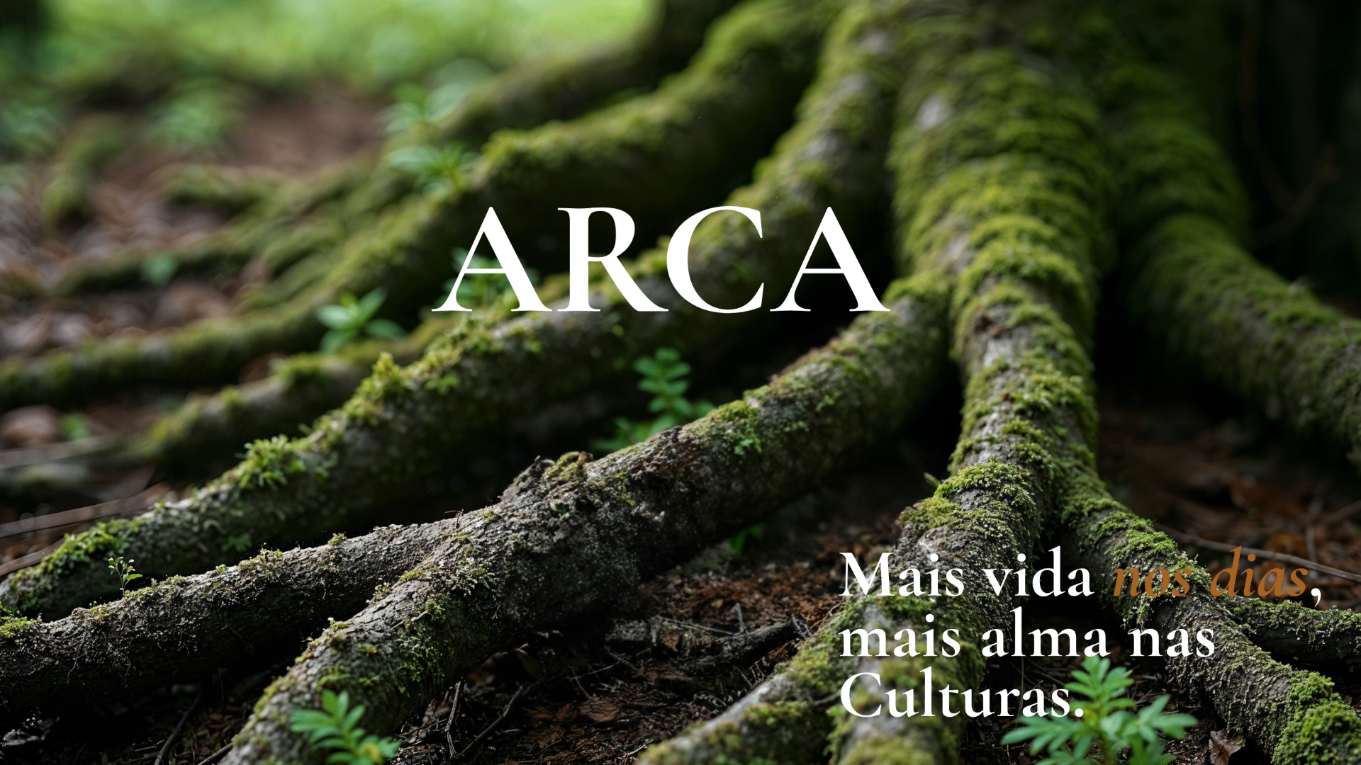 ARCA — raízes cobertas de musgo na floresta
